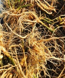 organic ashwagandha root​